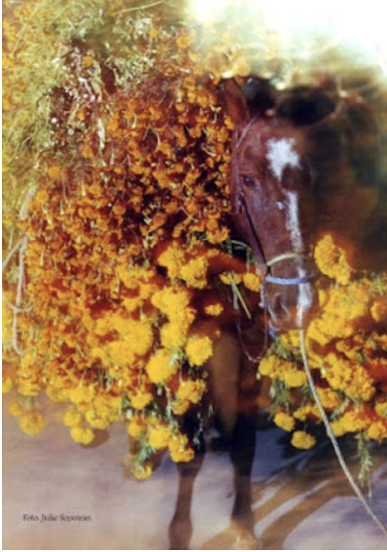 Caballo lleva flores